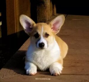 Standard du Welsh Corgi Pembroke