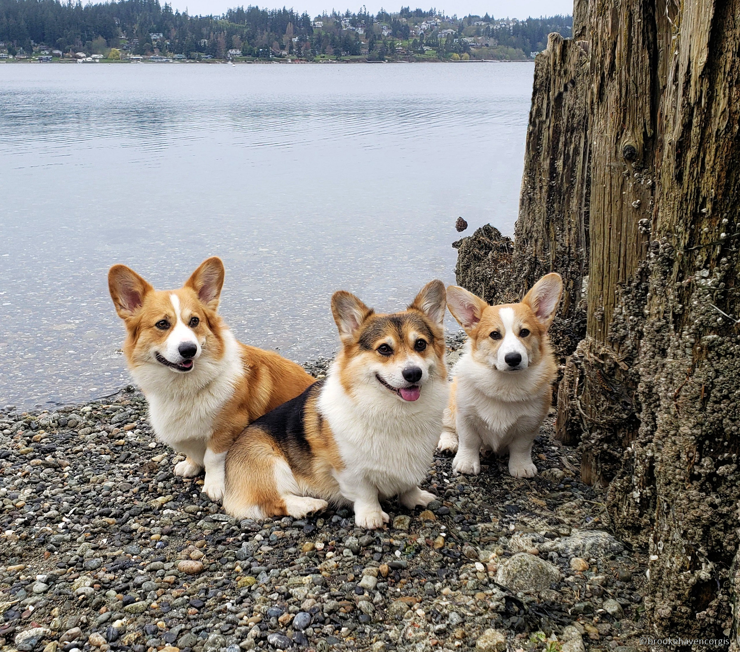 About the Humans - Brookehaven Corgis